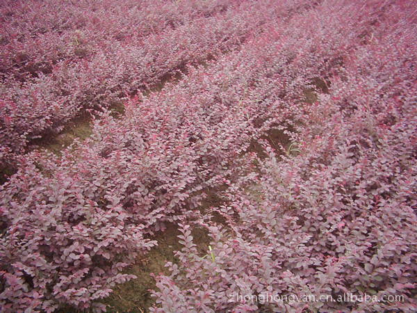 绿化苗木紫叶小檗   金叶女贞，小叶女贞