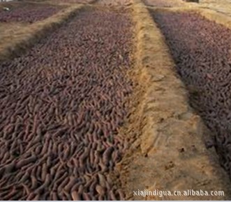 泰国紫薯苗泰国紫薯种子泰国紫薯种苗