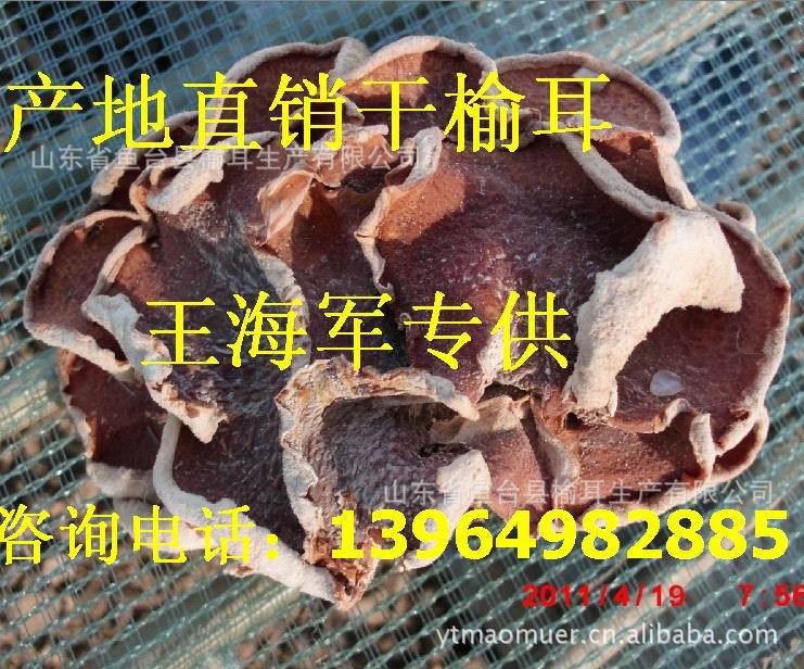 食用菌基地 首家榆耳大型种植基地 食用菌菌种基地野生菌基地榆耳