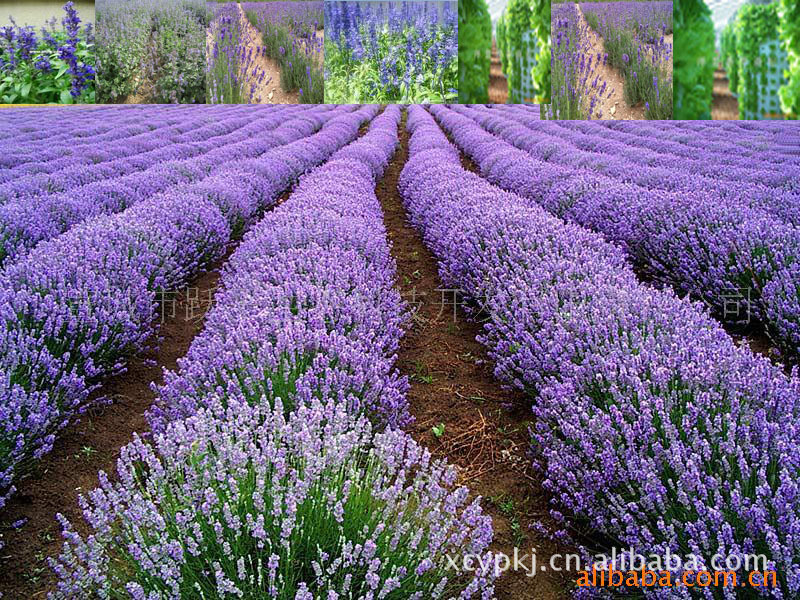 供应薰衣草（贵夫人）种子进口种子 出芽率高