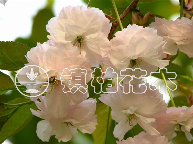 镇柏花木公司供应胸径8-10cm优质精品落叶小乔木 樱花