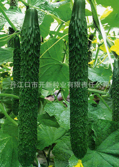 供应黄瓜种子新优35
