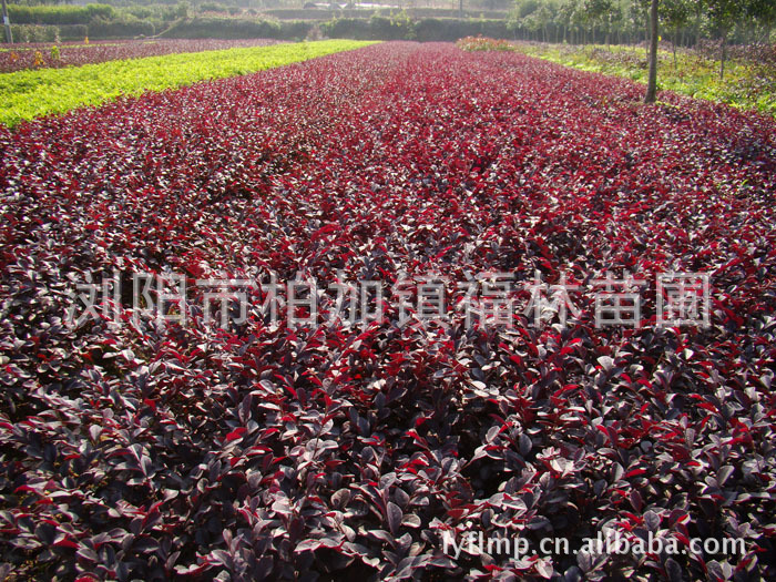 供应低价直销园林花卉绿化苗木红花继木