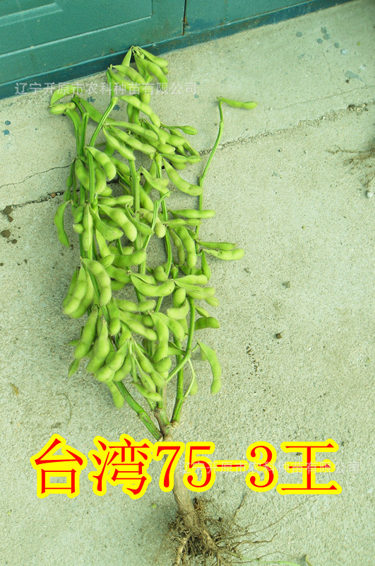 供应毛豆种子（台湾75-3王）种子(全国热销中)