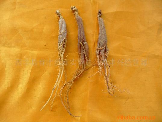 供应人参、普通红参、白参