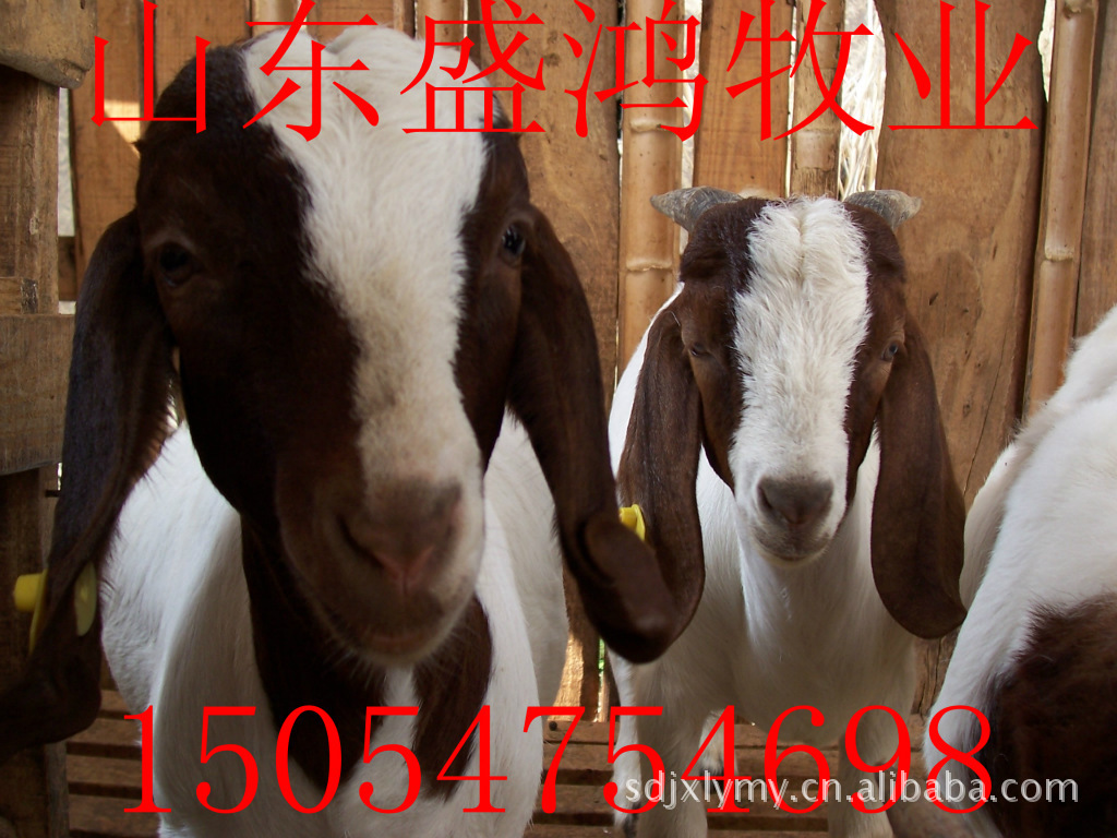 供应种羊肉羊波尔山羊品种传授养殖技术免费运输