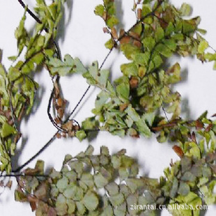 正品冷背药 中药材 猪鬓草药都亳州中药材批发按方抓中药