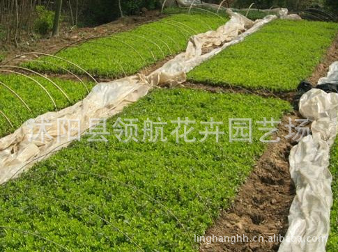 批发供应小叶黄杨苗/冬青/黄杨苗木/花卉种子