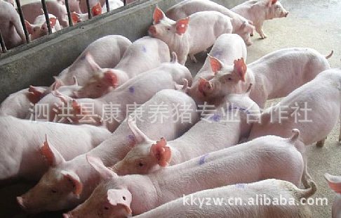 特价出售优质苗猪 仔猪 数量有限 预购从速