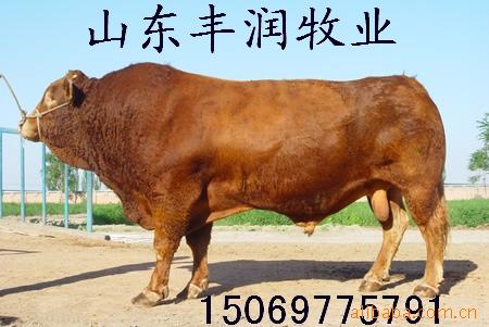 供应利木赞牛-鲁西黄牛 黄牛养殖基地