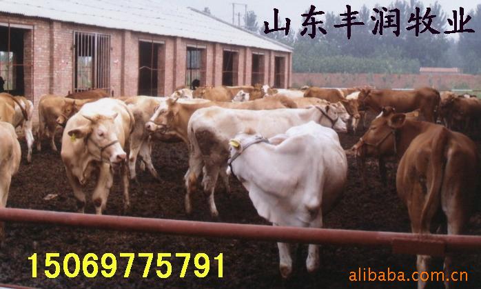 山东肉牛养殖基地-湖南肉牛养殖基地云南肉牛养殖基地