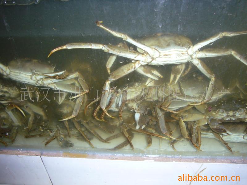 【任氏水产】2012最新供应优质自产自销大闸蟹 白沙洲大闸蟹(图)
