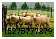 具体销售无角陶赛特羊 肉羊的养殖 肉羊的价格