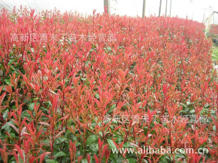 成都盆栽供应商 苗木 盆景 小苗 红叶叶石楠