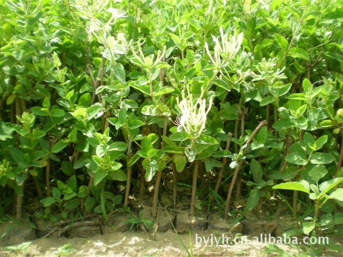 金银花苗 金银花树 金银花苗木 高产金银花