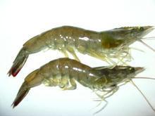 供应南美白对虾//水产品批发/海产品批发/鲜活水产品