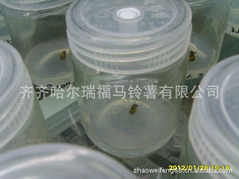 供脱毒马铃薯（土豆种）种子，种苗