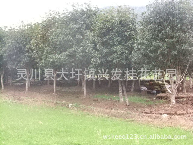 6公分精品桂花树 供应桂花树苗