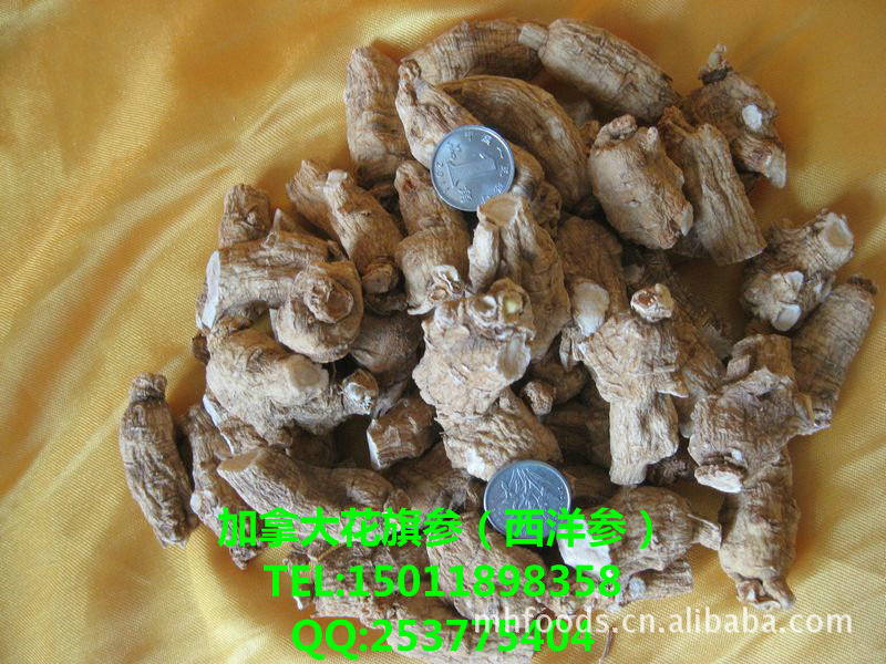 批发加拿大进口花旗参粒/人参粒头/大个/饱满/正宗西洋参粒/