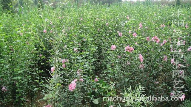 【优质苗木】优质木槿绿化苗木  芳香花卉  【质量好 价位低】