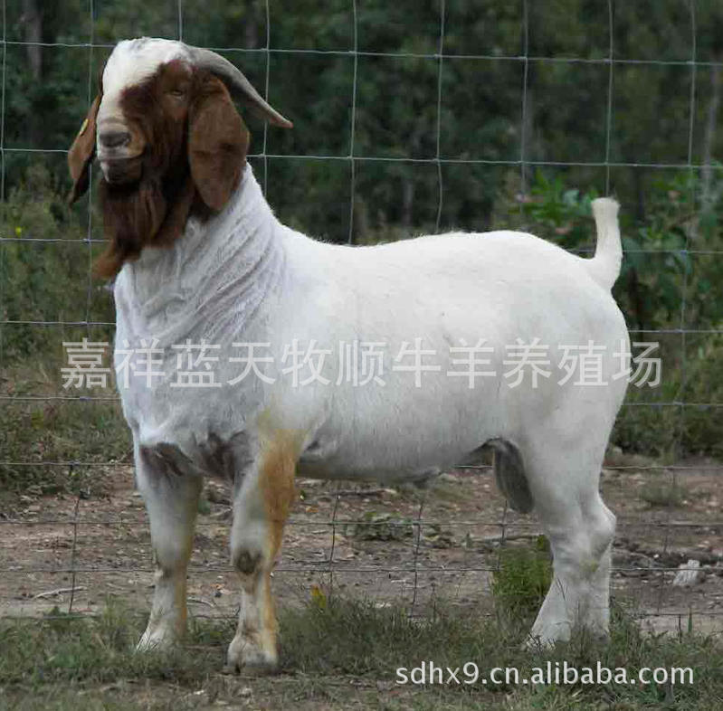 肉羊好养吗￥￥养一只羊的成本是多少￥肉羊养殖技术￥肉羊养殖场