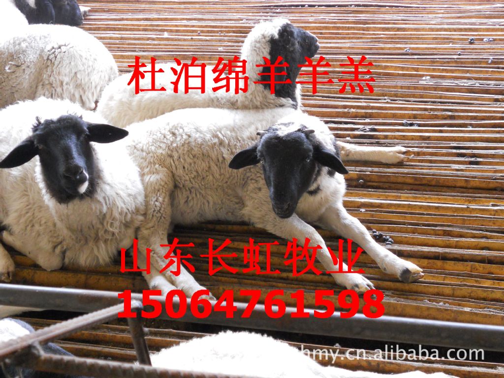 【供应肉羊价格】肉羊养殖场 养羊场 肉羊养殖基地