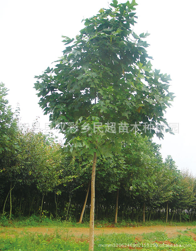 供应工程 绿化苗木 花卉种子【马褂木 】苗木价格咨询为准