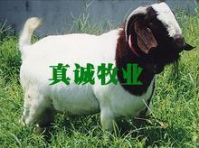 全国肉羊价格上涨养殖肉羊效益高收入快