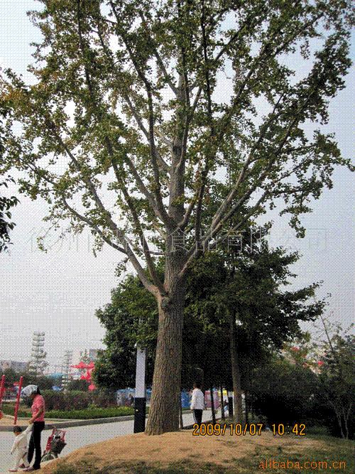供应邳州银杏树 千年白果树、白果树苗、银杏苗木