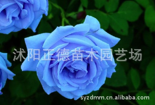 日本进口 蓝色妖姬玫瑰种子 玫瑰苗 蓝玫瑰 纯种蓝玫瑰 货真价实