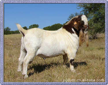 波尔山羊基地、养殖技术 推广