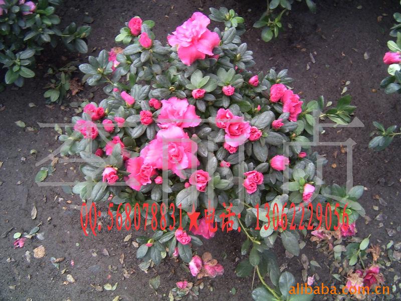 杜鹃盆景，杜鹃花卉，西洋杜鹃，园林绿化苗木