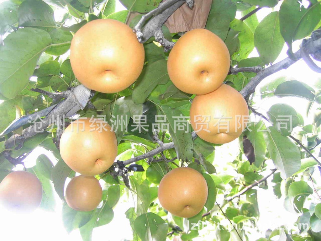 常年冷库保鲜梨