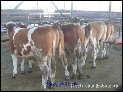 肉牛 肉牛价格 肉牛购买优惠政策--请咨询：15092746222