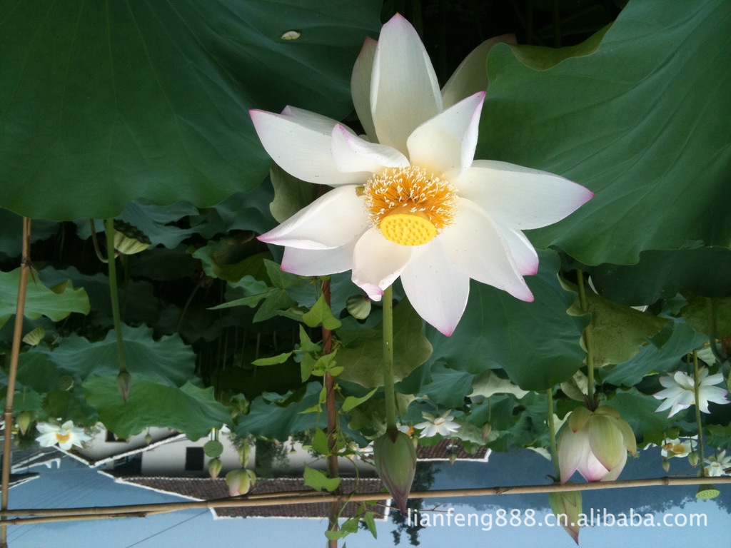 供应莲苗 优质水生花卉荷花 精品荷花 种藕 基地直销（图）