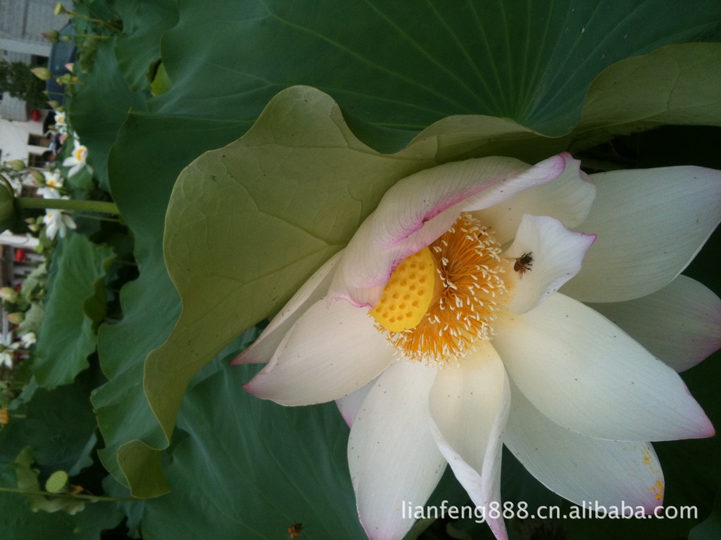 供应莲苗 荷花苗 水生花卉 净化水源（图）
