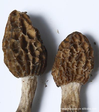 食用菌上海优质羊肚菌供应，新鲜出炉，羊肚菌专卖