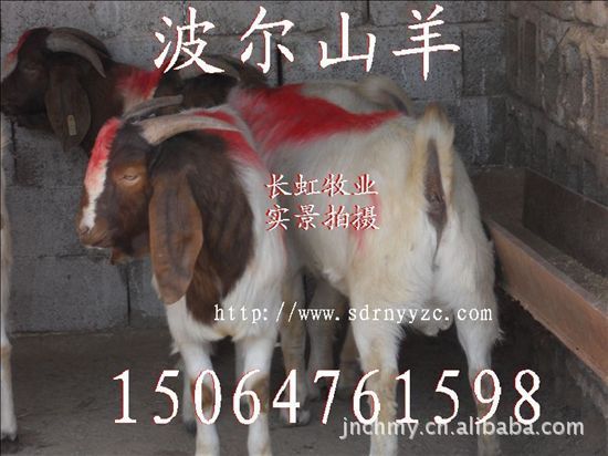 适合云南养殖肉羊品种-波尔山羊-波尔山羊羊羔-长势快，效益高