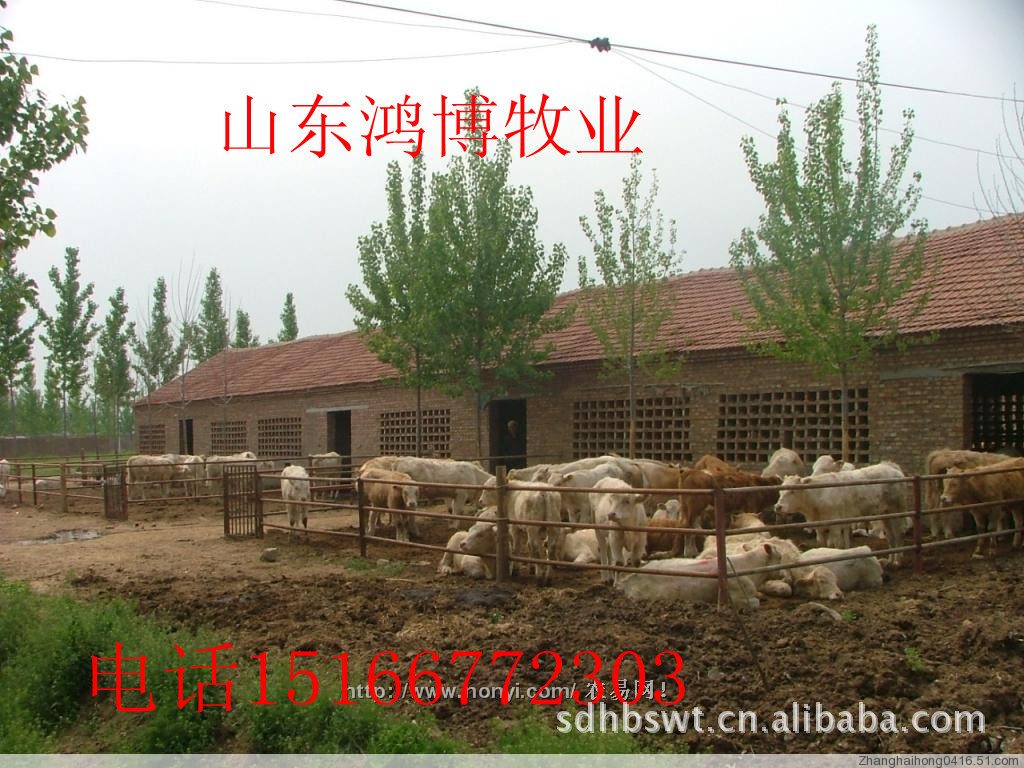 供应肉牛犊肉牛价格肉牛养殖肉牛品种