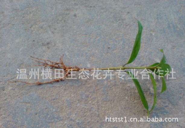 特价 正宗雁荡 丹桂 扦插苗 10-15公分 桂花 丹桂