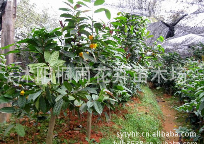 供应金花茶| 广西金花茶等花卉苗木 种子等价格优惠