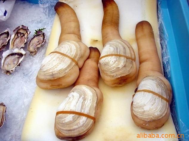 生猛海鲜 原件供应进口加拿大象拔蚌