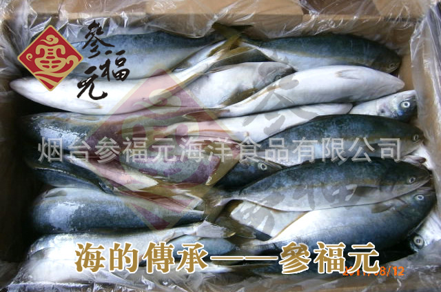 大量批发进口鰤鱼/鲥鱼 进口海鲜水产，进口鱼 鱼类