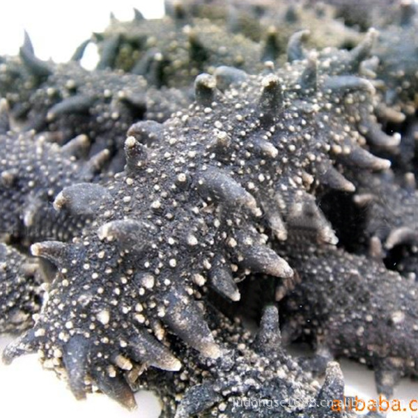 优质干海参长岛刺参大量批发供应、价低、质优