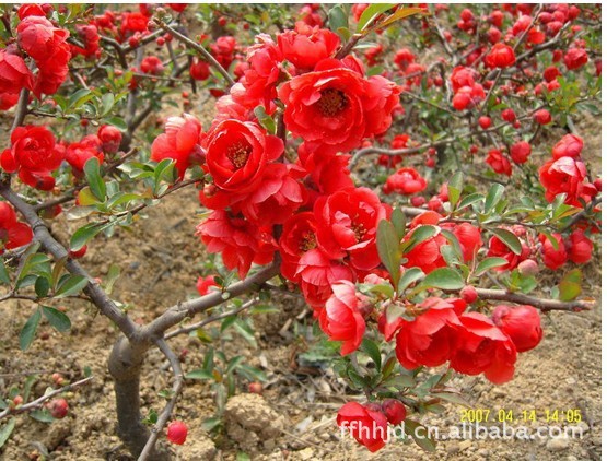 产地供应绿化小苗，观赏花卉苗木，海棠，金叶女贞，红叶石楠等
