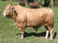 最低调赚钱方式 养殖肉牛肉羊 年年牛羊价格行情稳定