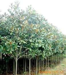 广玉兰3~15公分常年大量低价供应-安徽卫东苗圃花卉苗木直销