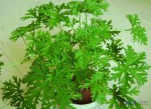 驱蚊草 香草种子 驱蚊草种子 量大批发