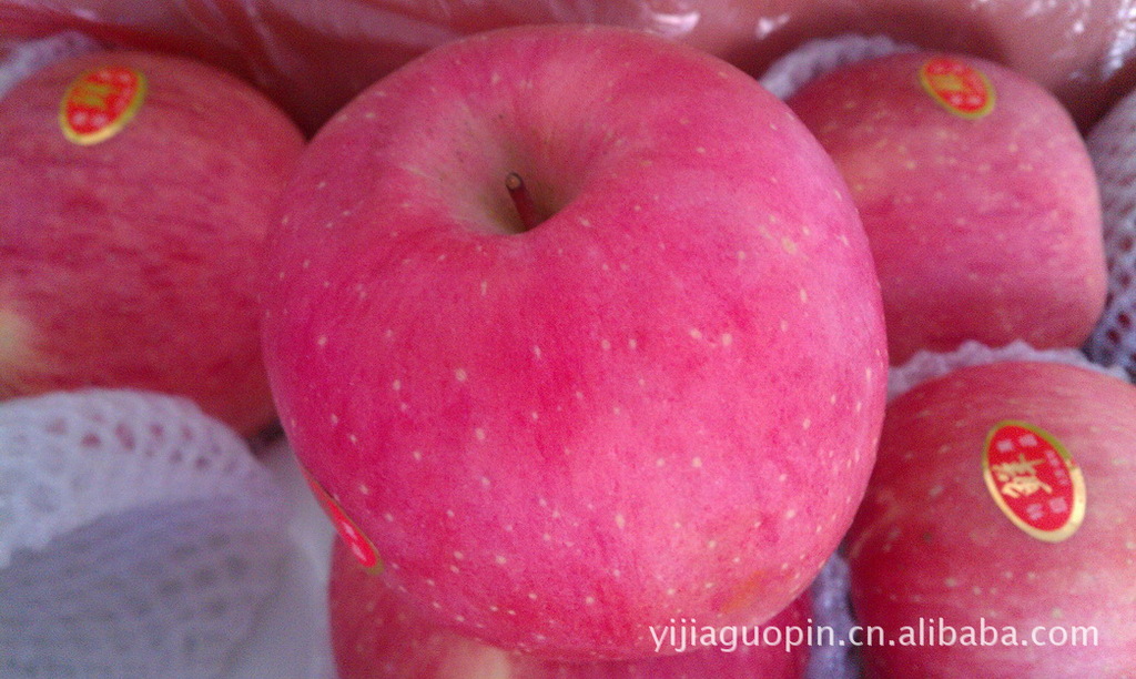 长期批发供应优质栖霞红富士苹果