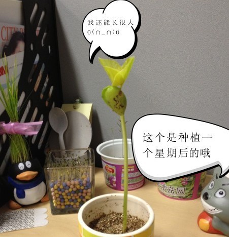 七彩魔豆 带字植物 神奇彩色魔豆种子 叶子会长出字的魔豆